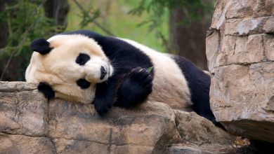 Photo of foto, video | Familia animăluțelor de la Grădina Zoologică din Washington a devenit mai mare: Pe lume a venit un pui de urs panda