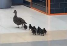 Photo of video | O rață și bobocii ei, la cumpărături prin mall. Imaginile surprinse într-un centru comercial din Australia