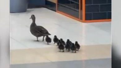 Photo of video | O rață și bobocii ei, la cumpărături prin mall. Imaginile surprinse într-un centru comercial din Australia