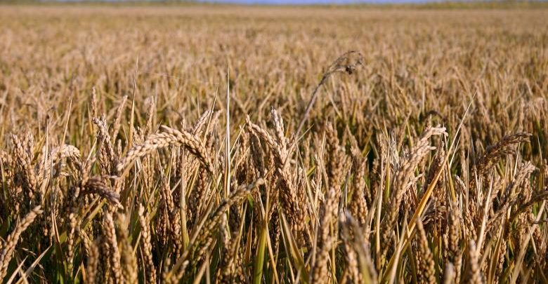 Photo of Prețul grâului a înregistrat o creștere de 7,2% la bursa de cereale. Este cel mai ridicat nivel din ultimii 14 ani