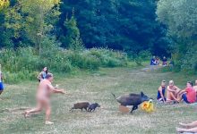 Photo of Autoritățile germane vor să omoare porcul care a furat laptopul unui naturist. Mai multe persoane au semnat o petiție online și protestează împotriva deciziei