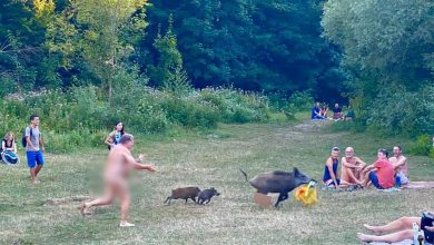 Photo of Autoritățile germane vor să omoare porcul care a furat laptopul unui naturist. Mai multe persoane au semnat o petiție online și protestează împotriva deciziei