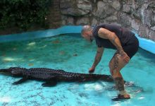 Photo of A trăit mai mult de opt decenii, supraviețuind războiului și conflictelor sângeroase. Cel mai bătrân aligator crescut în captivitate a murit la Belgrad