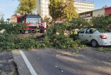 Photo of foto | Trafic îngreunat pe o stradă din Chișinău. O rută de troleibuz a fost blocată după ce a căzut un copac