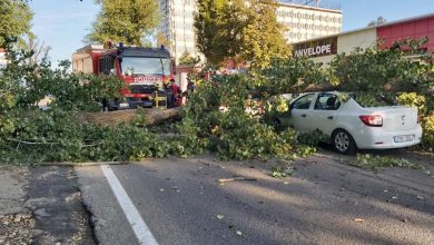 Photo of foto | Trafic îngreunat pe o stradă din Chișinău. O rută de troleibuz a fost blocată după ce a căzut un copac
