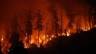 Photo of Un adolescent a decedat ținându-și câinele în brațe în timp ce încerca să fugă de incendiu. Drama unei familii din Oregon