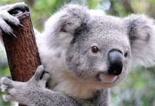 Photo of Ursuleții koala au provocat „război” politic într-un stat din Australia. Care este motivul?