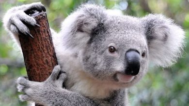 Photo of Ursuleții koala au provocat „război” politic într-un stat din Australia. Care este motivul?