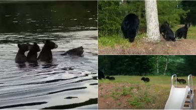 Photo of video | Dragostea mamelor este nemărginită! Imagini adorabile cu o ursoaică în timp ce înoată cu trei pui pe spate