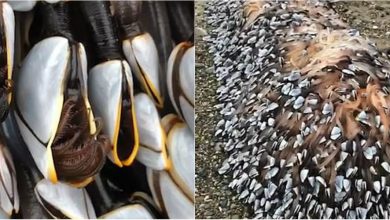 Photo of foto, video | Creaturile pe care le-a găsit un cuplu în timp ce se plimba pe plajă. „Părea că nu aparțin acestei lumi”