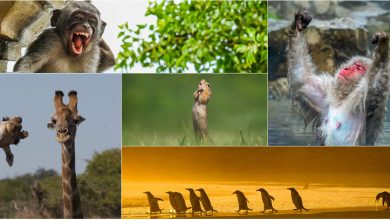 Photo of foto | Viața lor nu a fost schimbată de pandemie! Cele mai amuzante fotografii cu animale sălbatice, realizate în 2020