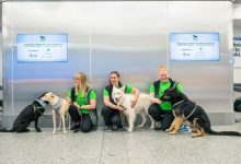 Photo of foto | Aeroportul unde câinii sunt antrenați pentru „a mirosi coronavirusul”. Metoda ar fi mai eficientă decât testele de laborator