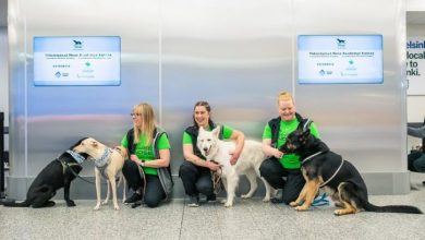 Photo of foto | Aeroportul unde câinii sunt antrenați pentru „a mirosi coronavirusul”. Metoda ar fi mai eficientă decât testele de laborator
