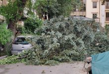 Photo of foto | Ghinion pentru un șofer din capitală. Un brad i-a căzut peste mașină chiar în centrul orașului