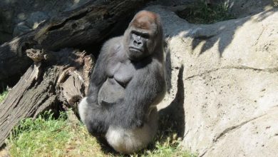 Photo of Caz dramatic la grădina zoologică din Madrid. O femeie se află în stare extrem de gravă după ce a fost atacată de maimuță