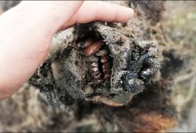 Photo of Descoperire istorică în Siberia. Au fost găsite rămășițele perfect păstrate ale unui mamifer de acum 39.000 de ani