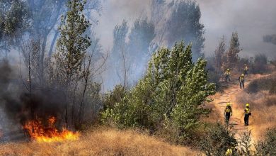 Photo of Los Angeles s-a confruntat ieri cu cea mai ridicată temperatură din istorie. Avertismentul ecologiștilor