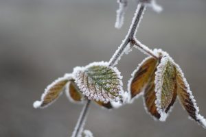 înghet toamna