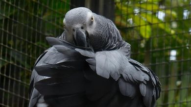 Photo of Mai mulți papagali de la o grădină zoologică, izolați după ce au înjurat vizitatorii. Alte 250 de păsări ar putea învăța de la ei vorbe obscene