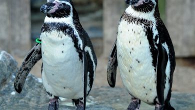 Photo of Un englez a furat doi pinguini de la Zoo şi i-a scos apoi la vânzare pe Facebook. Câţi ani de închisoare a primit