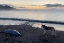 Photo of Algele toxice ar fi cauza deceselor în masă ale viețuitoarelor marine de pe coastele peninsulei Kamceatka