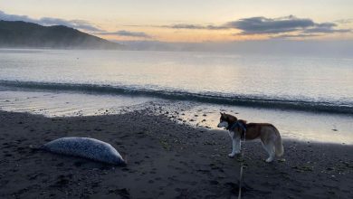 Photo of Algele toxice ar fi cauza deceselor în masă ale viețuitoarelor marine de pe coastele peninsulei Kamceatka