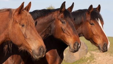 Photo of Caii ne vor ajuta să scăpăm de COVID-19? Cercetătorii studiază tratamentul cu plasma animalelor