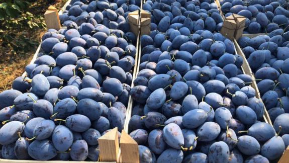 Photo of Un lot de prune care urmau să ajungă în Federaţia Rusă au fost nimicite