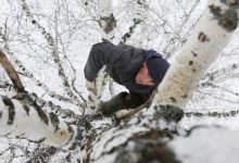 Photo of video | Rusia: Ca să aibă internet pentru cursurile online, un student se urcă într-un copac, la 8 metri înălțime