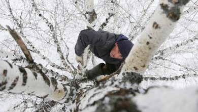 Photo of video | Rusia: Ca să aibă internet pentru cursurile online, un student se urcă într-un copac, la 8 metri înălțime