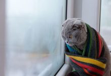 Photo of meteo | Pregătiți fularele și puloverele! Frigul va încerca să ne piște obrăjorii în această săptămână