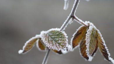 Photo of meteo | Temperaturile scad drastic. Prognozele meteorologilor pentru săptămâna ce urmează