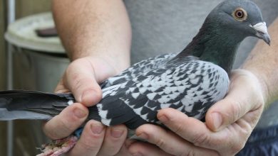 Photo of Un porumbel scos la licitație cu 200 de euro s-a vândut cu 1,6 milioane. Proprietarii, șocați de suma pe care o vor încasa