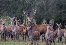 Photo of Indignare în Portugalia după ce spaniolii au ucis peste 500 de animale la o partidă de vânătoare pe teritoriul portughez