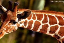 Photo of Marea Britanie: Un pui de girafă, botezat Margaret în onoarea primei persoane vaccinate împotriva virusului COVID-19