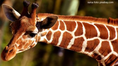 Photo of Marea Britanie: Un pui de girafă, botezat Margaret în onoarea primei persoane vaccinate împotriva virusului COVID-19