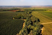 Photo of Terenurile abandonate de către proprietar vor putea fi transmise în arendă de către primării