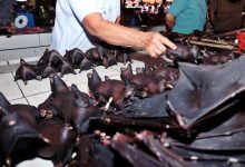 Photo of În pofida pandemiei, liliecii se mai vând la o piață din Indonezia. „Aici poate fi un nou Wuhan”