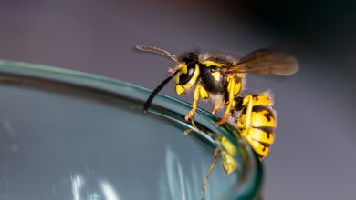 Photo of Studiu: O singură viespe poate provoca prăbușirea unui avion