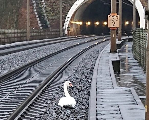 Photo of O lebădă care își veghea perechea moartă a perturbat traficul feroviar în Germania. 23 de trenuri nu au putut porni