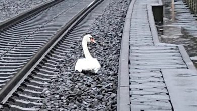 Photo of O lebădă care își veghea perechea moartă a perturbat traficul feroviar în Germania. 23 de trenuri nu au putut porni