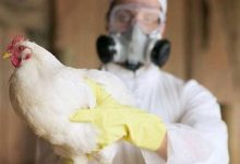 Photo of China: Tulpina H10N3 a gripei aviare, depistată pentru prima dată la om