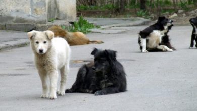 Photo of doc | Consilierii unei localități din raionul Hâncești au decis împușcarea câinilor și pisicilor fără adăpost