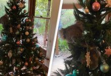 Photo of foto, video | Surpriza unei familii din Australia care a găsit un koala în bradul de Crăciun