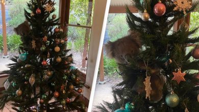 Photo of foto, video | Surpriza unei familii din Australia care a găsit un koala în bradul de Crăciun