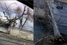 Photo of video | De ce se prăbușesc arborii în capitală? Șeful de la Spații Verzi: „S-a înmuiat pământul”