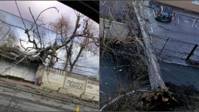 Photo of video | De ce se prăbușesc arborii în capitală? Șeful de la Spații Verzi: „S-a înmuiat pământul”