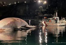 Photo of foto | Una dintre cele mai mari balene din Mediterană a fost găsită moartă. Puiul „a cerut” ajutorul salvatorilor