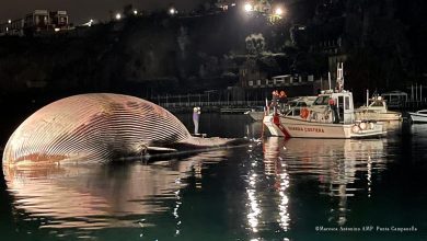 Photo of foto | Una dintre cele mai mari balene din Mediterană a fost găsită moartă. Puiul „a cerut” ajutorul salvatorilor