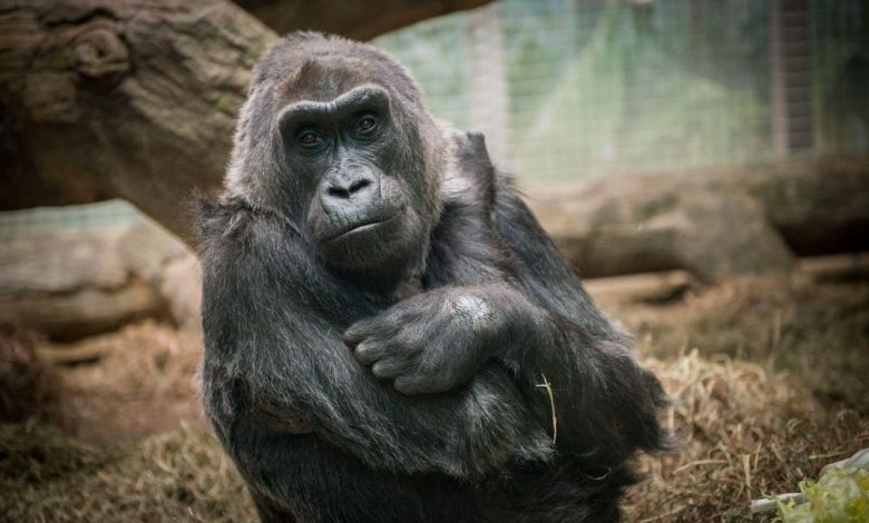 Photo of Două gorile de la o grădină zoologică din California, testate pozitiv la COVID-19